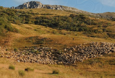 A shepherd is walking through a beautiful mountain pasture with a large flock of sheep. Topographical lines were drawn over the image.