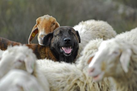 The head of a guard dog sticking out of a flock of sheep.
