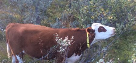 A browsing cow.