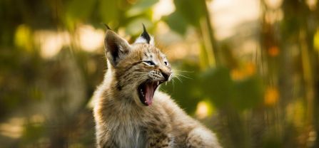 A young lynx sits on a rock and yawns.