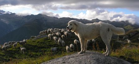 A white livestock guarding dog stands majestically on a rock, overlooking a mountain landscape with a flock of sheep in the background. 