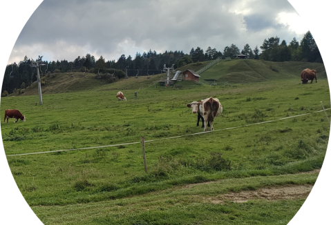 Cattle on a pasture. 