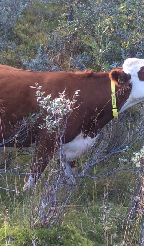 A browsing cow.