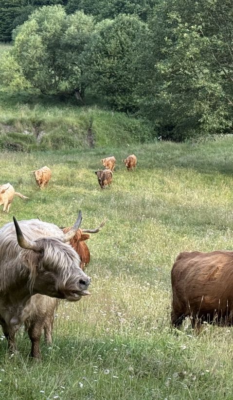Scottish highland cattle is valued for their defence abilities against wolf attacks. Beef cattle like this breed is often grazed outdoors all-year-round.