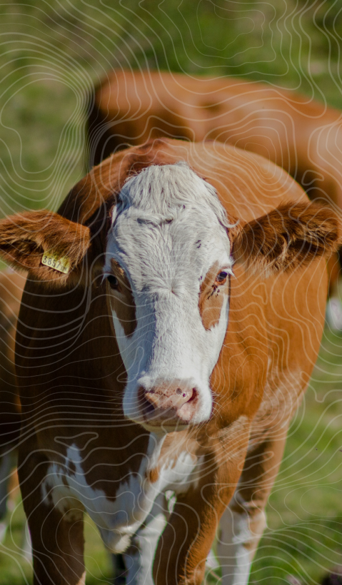 A group of brown-white cows is walking through a meadow towards the camera. 