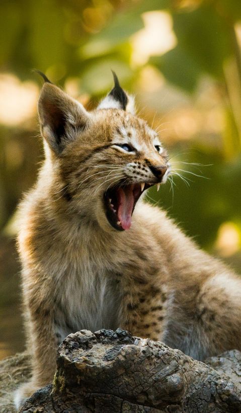 A young lynx sits on a rock and yawns.