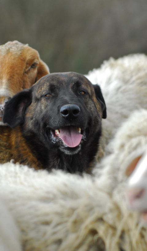 The head of a guard dog sticking out of a flock of sheep.