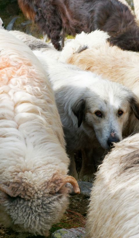 dog