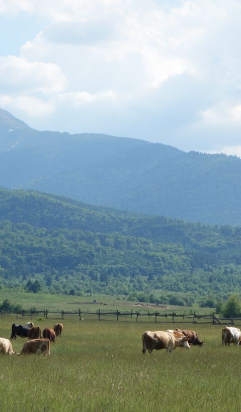 A herd of cows can be seen grazing in a pasture with beautiful mountains in the background. 