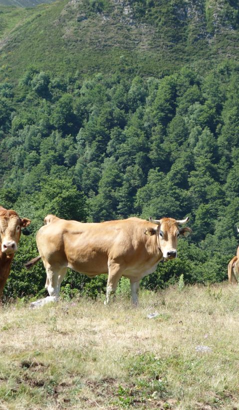 Cows
