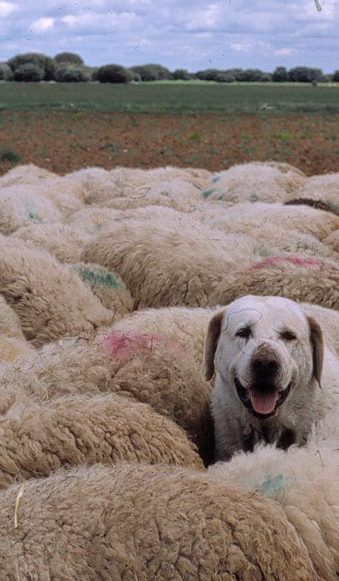 A livestock guard dog is standing among a flock of sheep looking into the camera. 