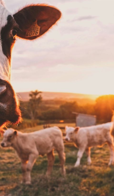 Cows