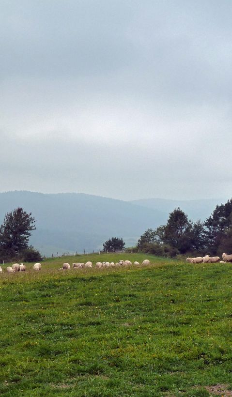 A livestock guarding dog laying on a meadow in Poland. A flock of sheep is standing in the background.