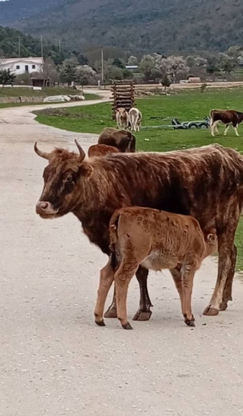 Cattle in Prespa. 