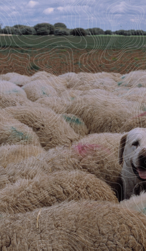 A livestock guard dog is standing among a flock of sheep looking into the camera. Topographical lines were drawn over the image.
