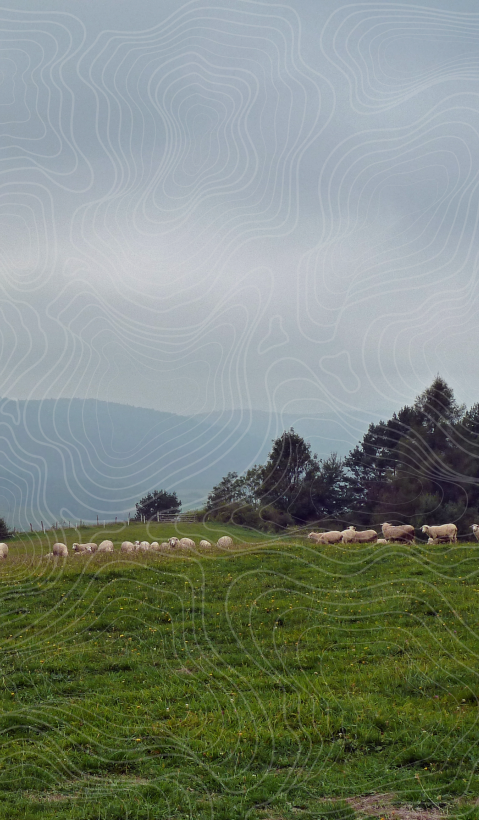 A livestock guarding dog laying on a meadow in Poland. A flock of sheep is standing in the background. Topographical lines were drawn over the image.  