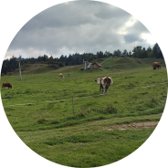 Cattle on a pasture. 
