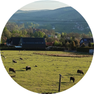 Sheep grazing in front of a settlement. 
