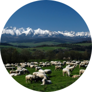 Cattle and livestock guarding dog on a pasture with beautiful white mountains in the background. 