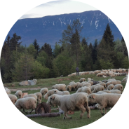 Sheep on a pasture with impressive mountains in the background. 