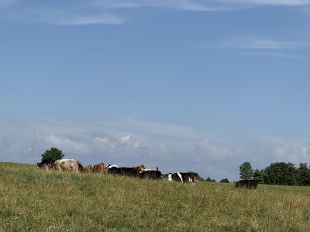 Cattle on a pasture. 