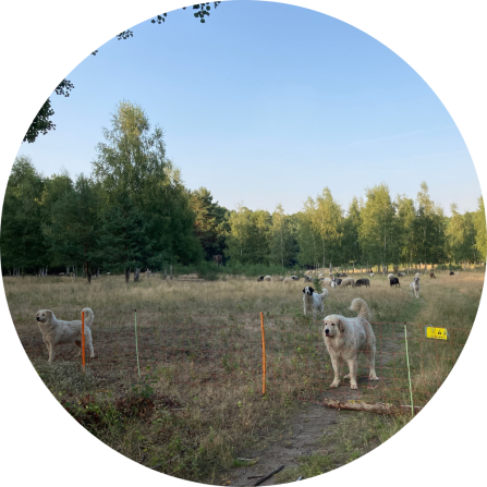 Four live stock guarding dogs are standing behind an electric fence with their flock of sheep in the background. 