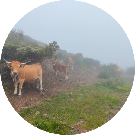 Cattle on high-altitude pastures in Monta&ntilde;a Palentina, illustrating the extensive cattle grazing systems of the Cantabrian Mountains.