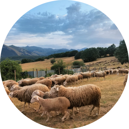 Sheep grazing on mountain pastures in Monta&ntilde;a Palentina, part of the traditional transhumant livestock systems of the Cantabrian Mountains.