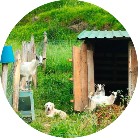 A cute and young live stock guarding dogs is laying in e fenced pasture surrounded by goats.