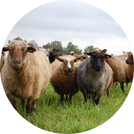 Flock of sheep. 