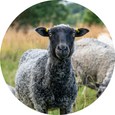 Grey sheep. 