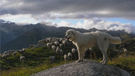 A white livestock guarding dog stands majestically on a rock, overlooking a mountain landscape with a flock of sheep in the background. 
