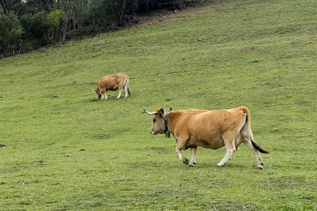 Cows