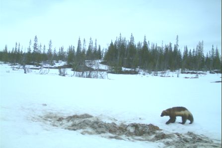 A wolverine captured with a camera trap. 
