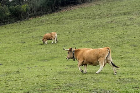 Cows
